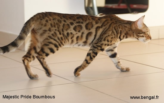 chatte bengal